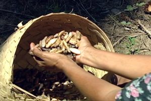 lei-que-reconhece-oficio-de-quebradeiras-de-coco-babacu-como-manifestacao-cultural-e-sancionada