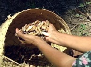 lei-que-reconhece-oficio-de-quebradeiras-de-coco-babacu-como-manifestacao-cultural-e-sancionada